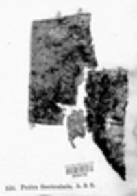 Sclerencoelia fascicularis image